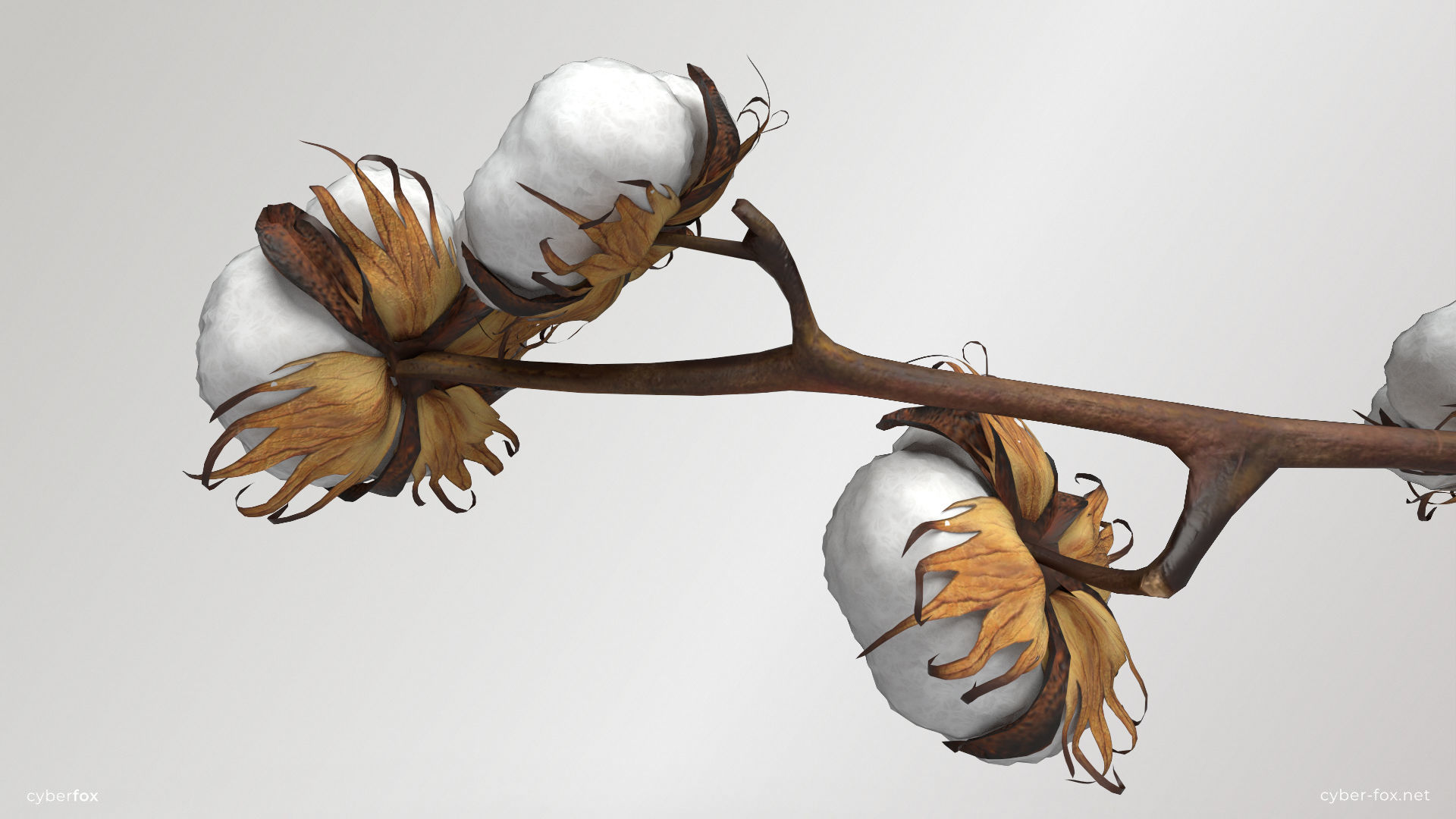 Cotton Branch Low-poly 3D model_4