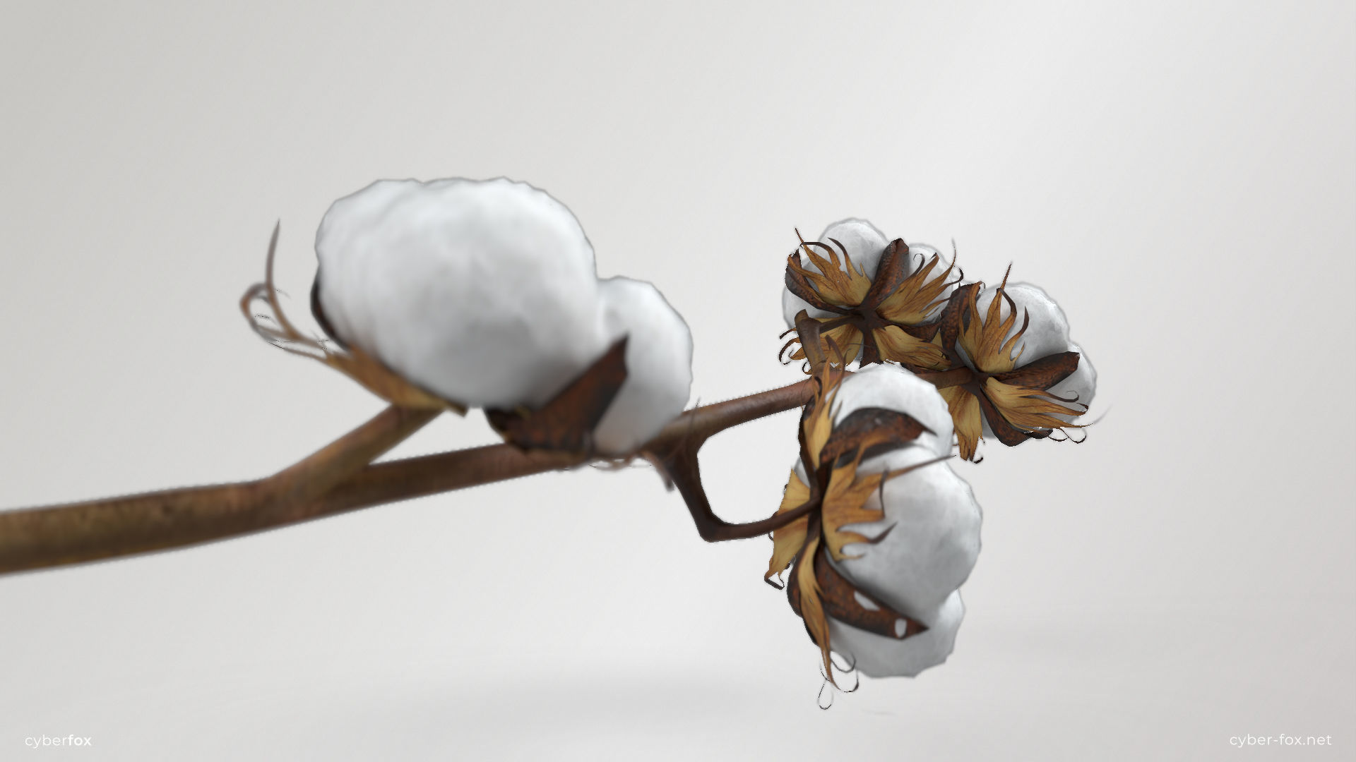Cotton Branch Low-poly 3D model_6