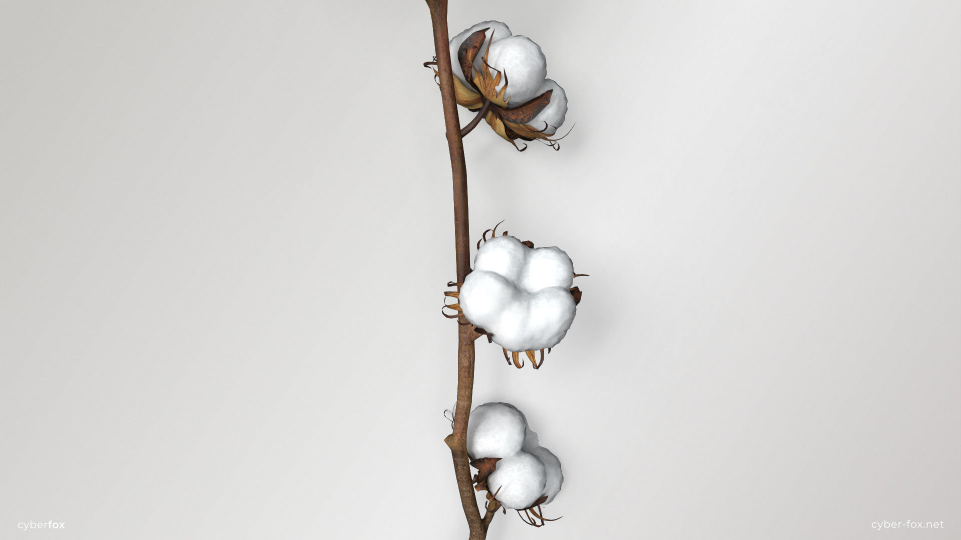 Cotton Branch Low-poly 3D model_1