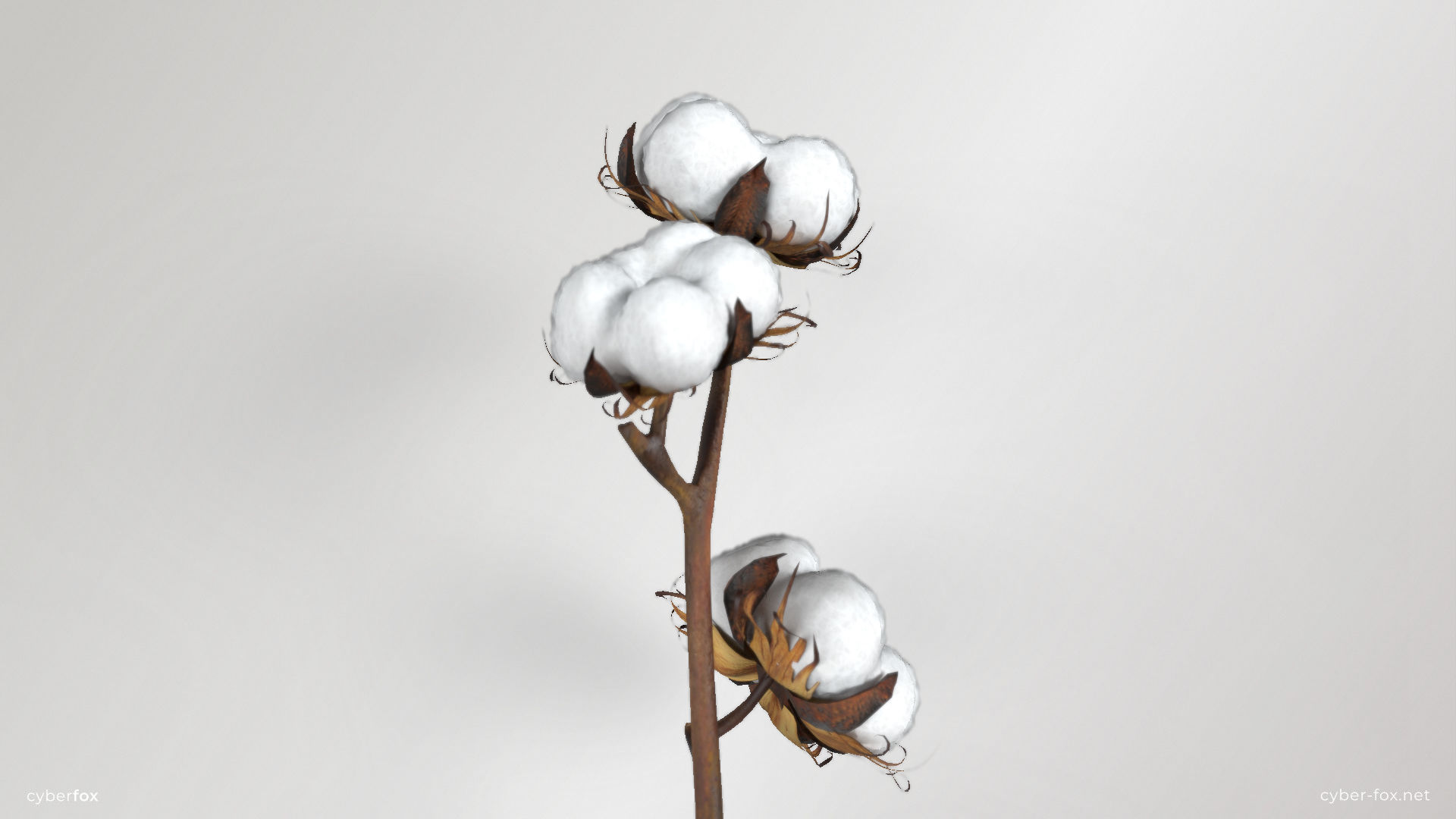 Cotton Branch Low-poly 3D model_3