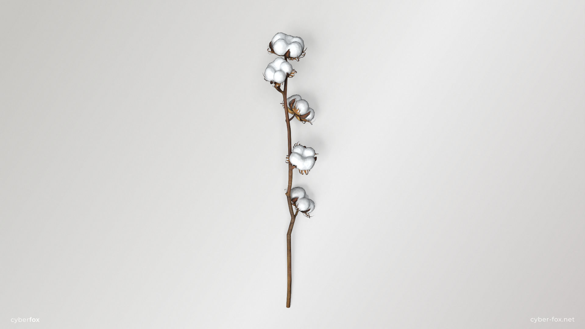 Cotton Branch Low-poly 3D model_2