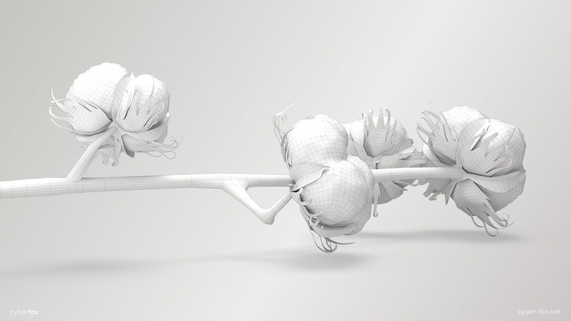 Cotton Branch Low-poly 3D model_14