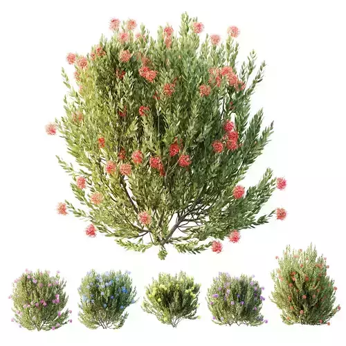 Plants Ixora Jasmine Gardens Chinese Dwarf Coccinea Red 3D model