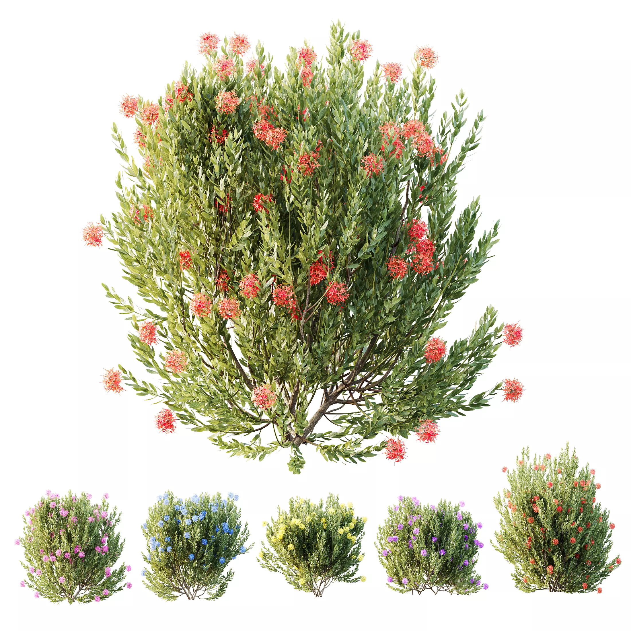 Plants Ixora Jasmine Gardens Chinese Dwarf Coccinea Red 3D model_0