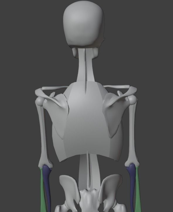 simplified skeleton 3D model_1