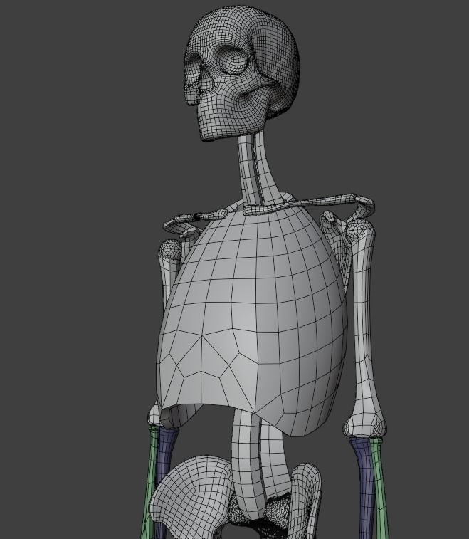 simplified skeleton 3D model_2