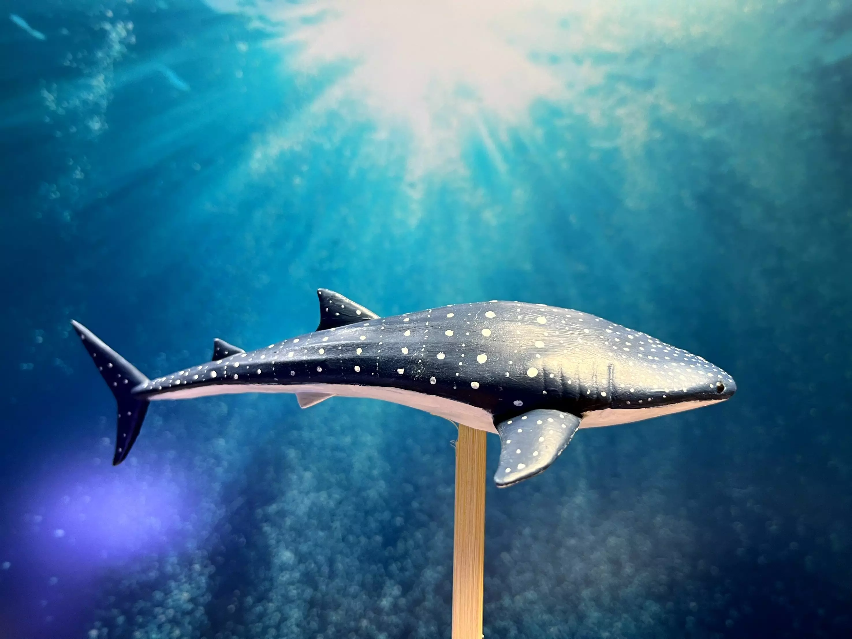 Whale sharks 3D print model_0