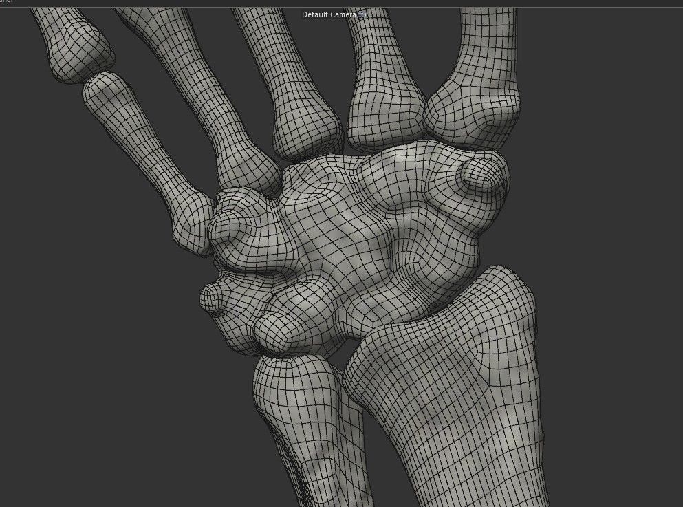 Human Arm Bones Rigged - Right Arm Low-poly 3D model_12
