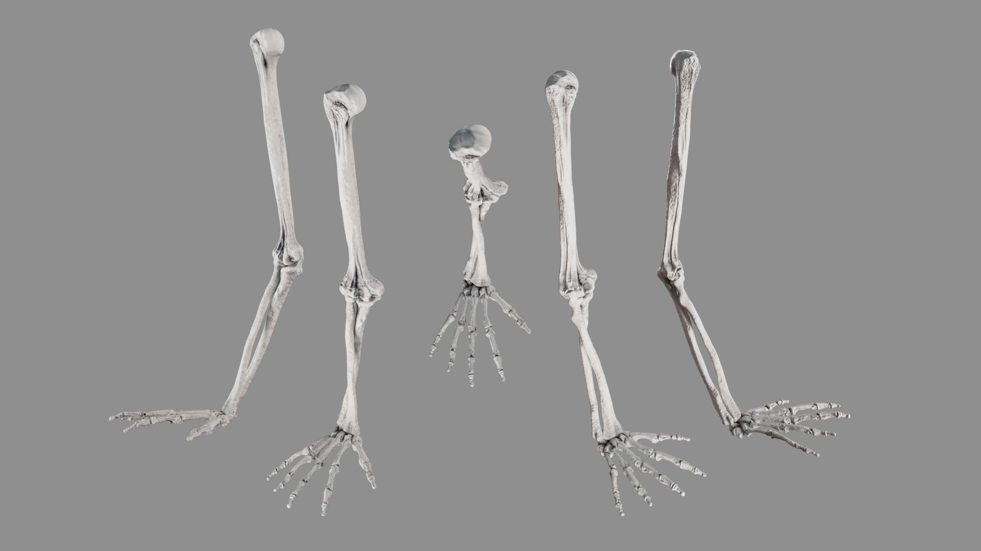 Human Arm Bones Rigged - Right Arm Low-poly 3D model_5