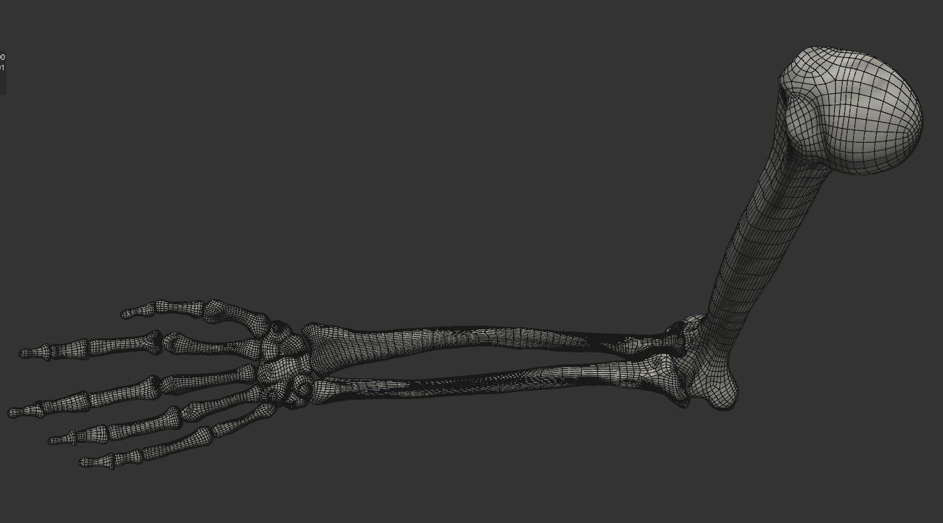 Human Arm Bones Rigged - Right Arm Low-poly 3D model_10