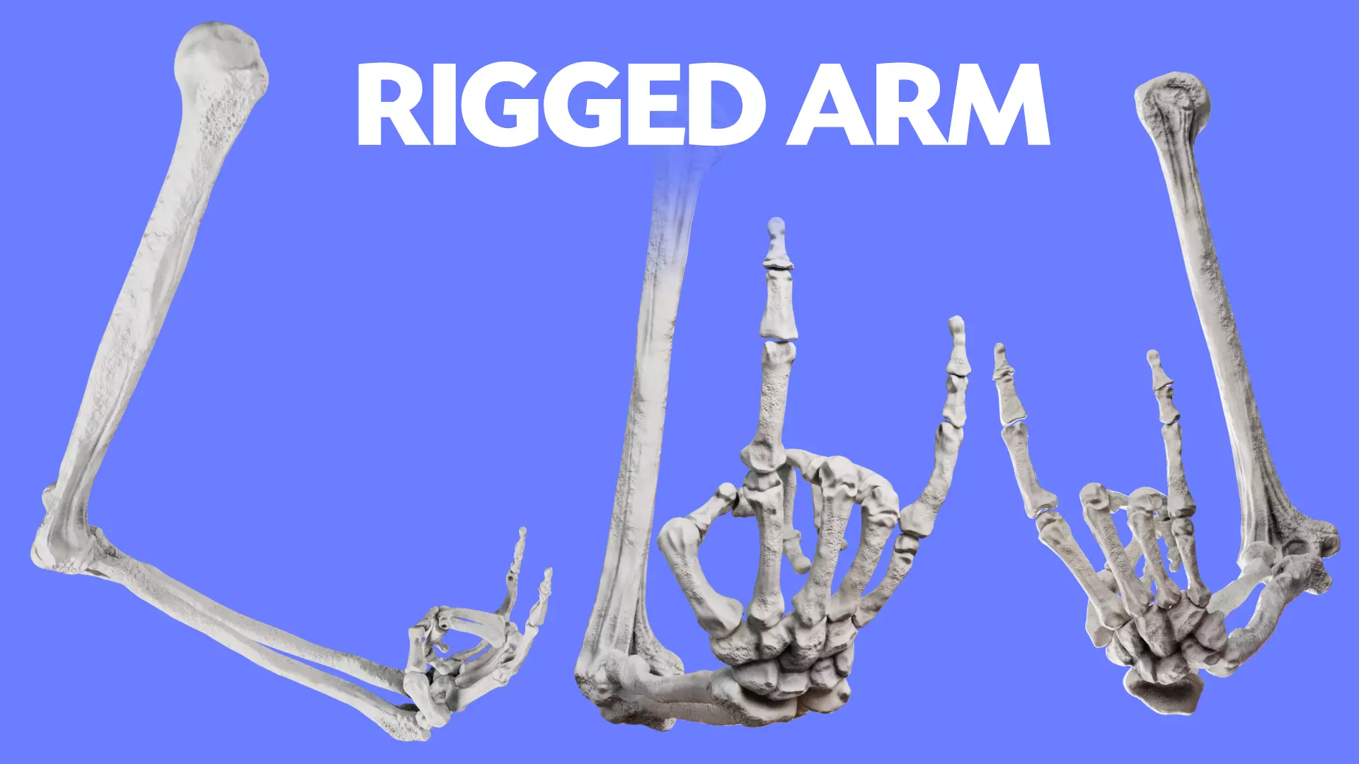 Human Arm Bones Rigged - Right Arm Low-poly 3D model_0