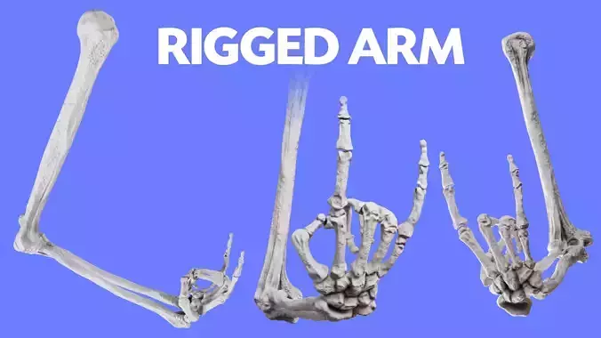 Human Arm Bones Rigged - Right Arm