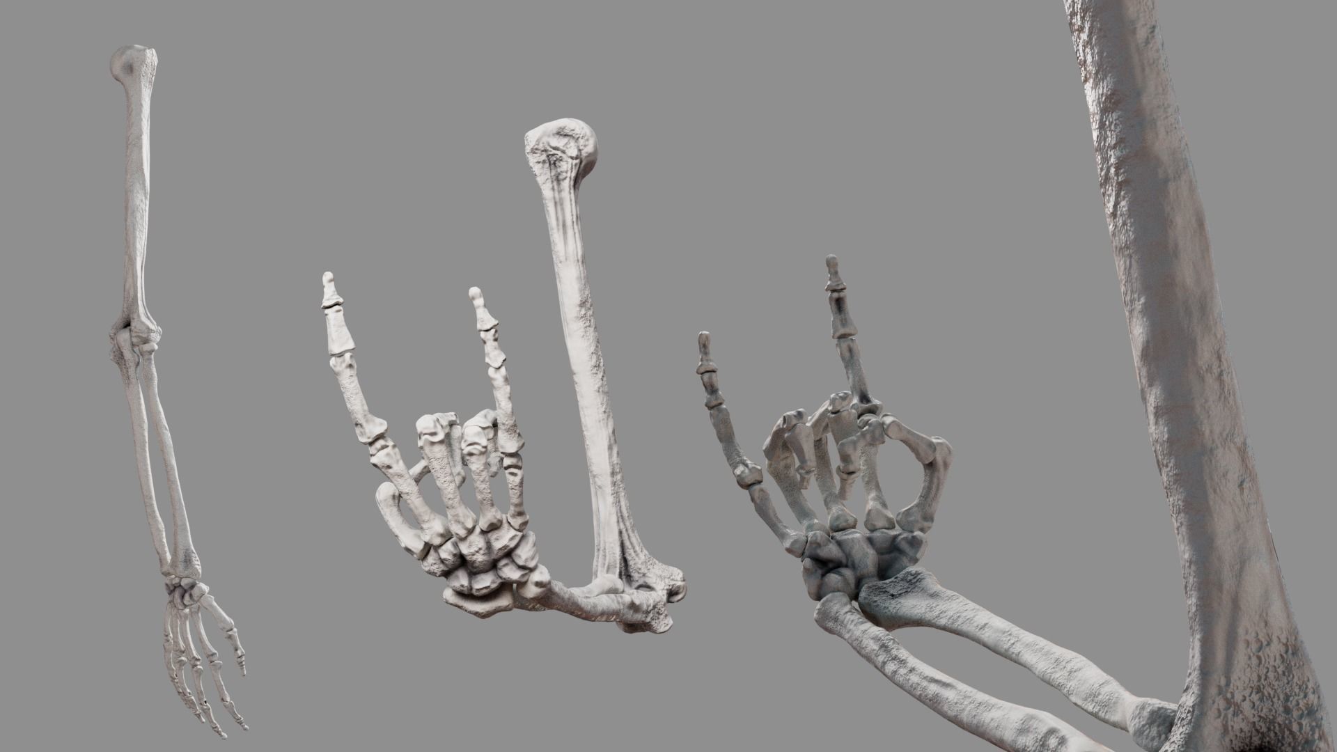 Human Arm Bones Rigged - Right Arm Low-poly 3D model_9