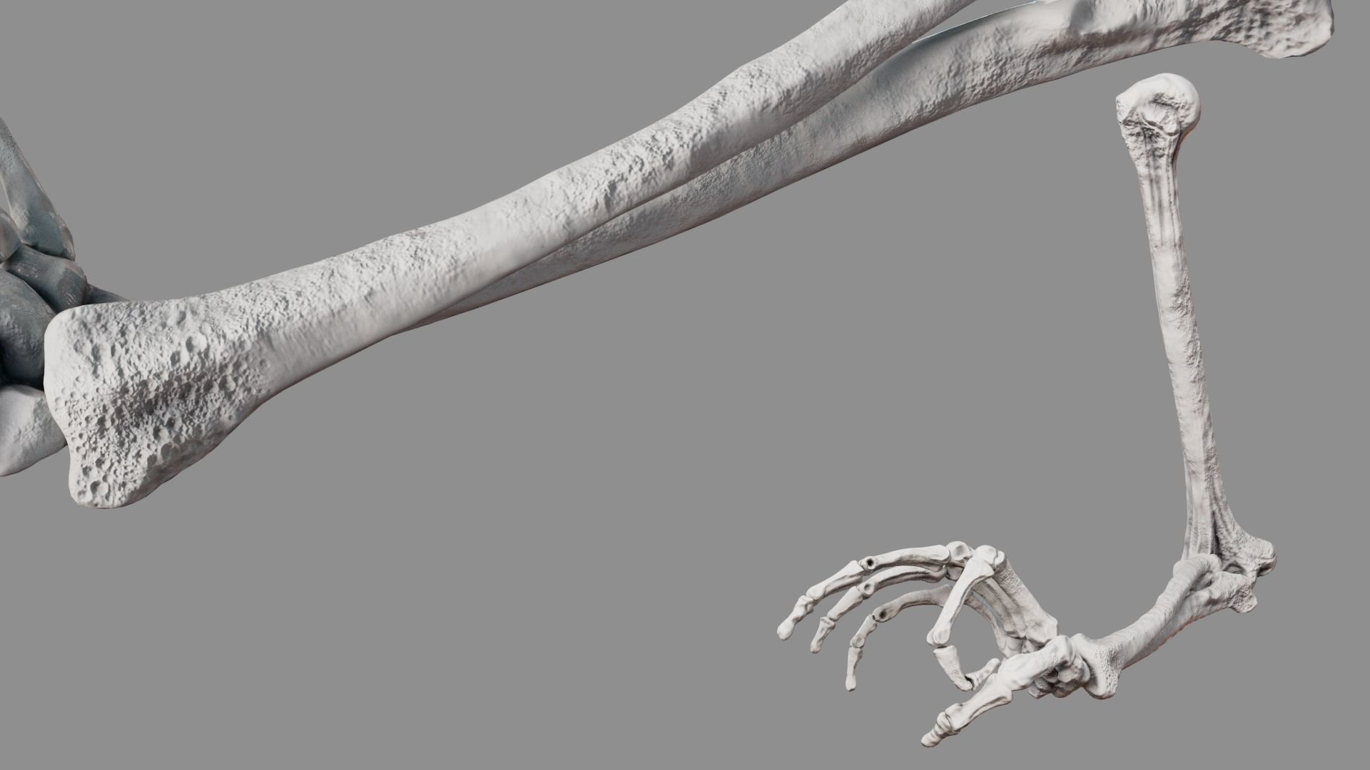 Human Arm Bones Rigged - Right Arm Low-poly 3D model_4