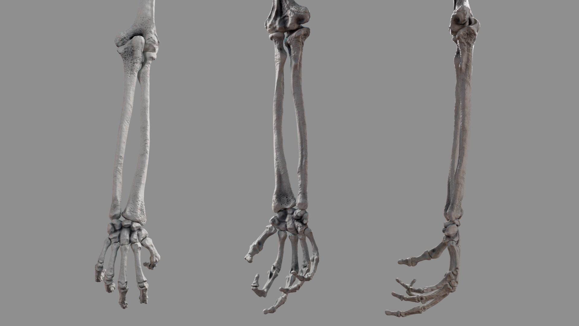 Human Arm Bones Rigged - Right Arm Low-poly 3D model_7
