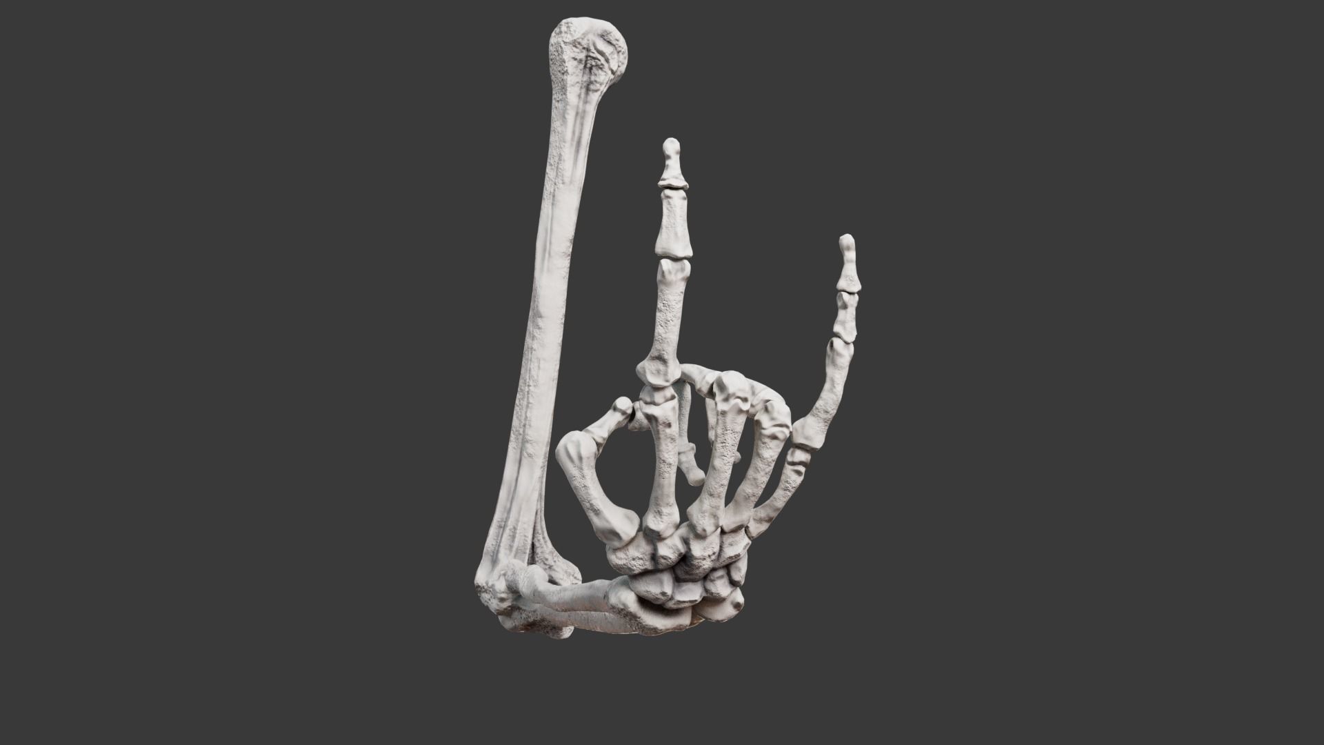 Human Arm Bones Rigged - Right Arm Low-poly 3D model_2