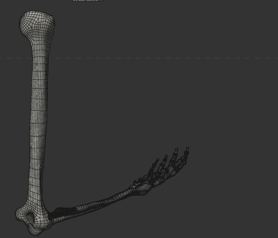 Human Arm Bones Rigged - Right Arm Low-poly 3D model_11