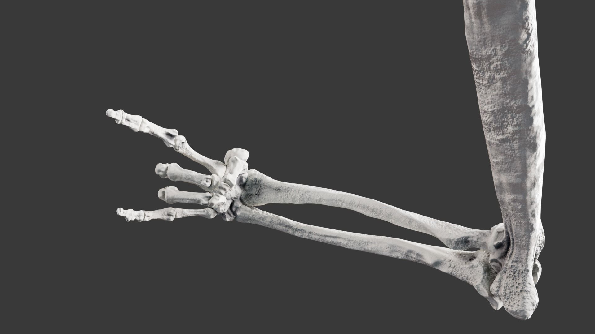 Human Arm Bones Rigged - Right Arm Low-poly 3D model_3