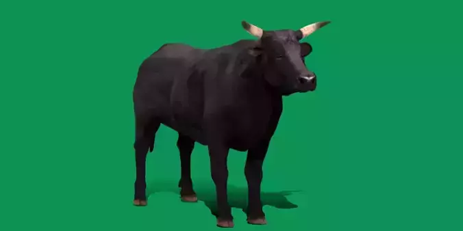 Black Bull Cattle Low-poly 3D model
