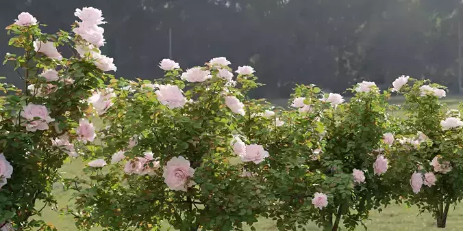 Rose bushes collection vol 74-Blender