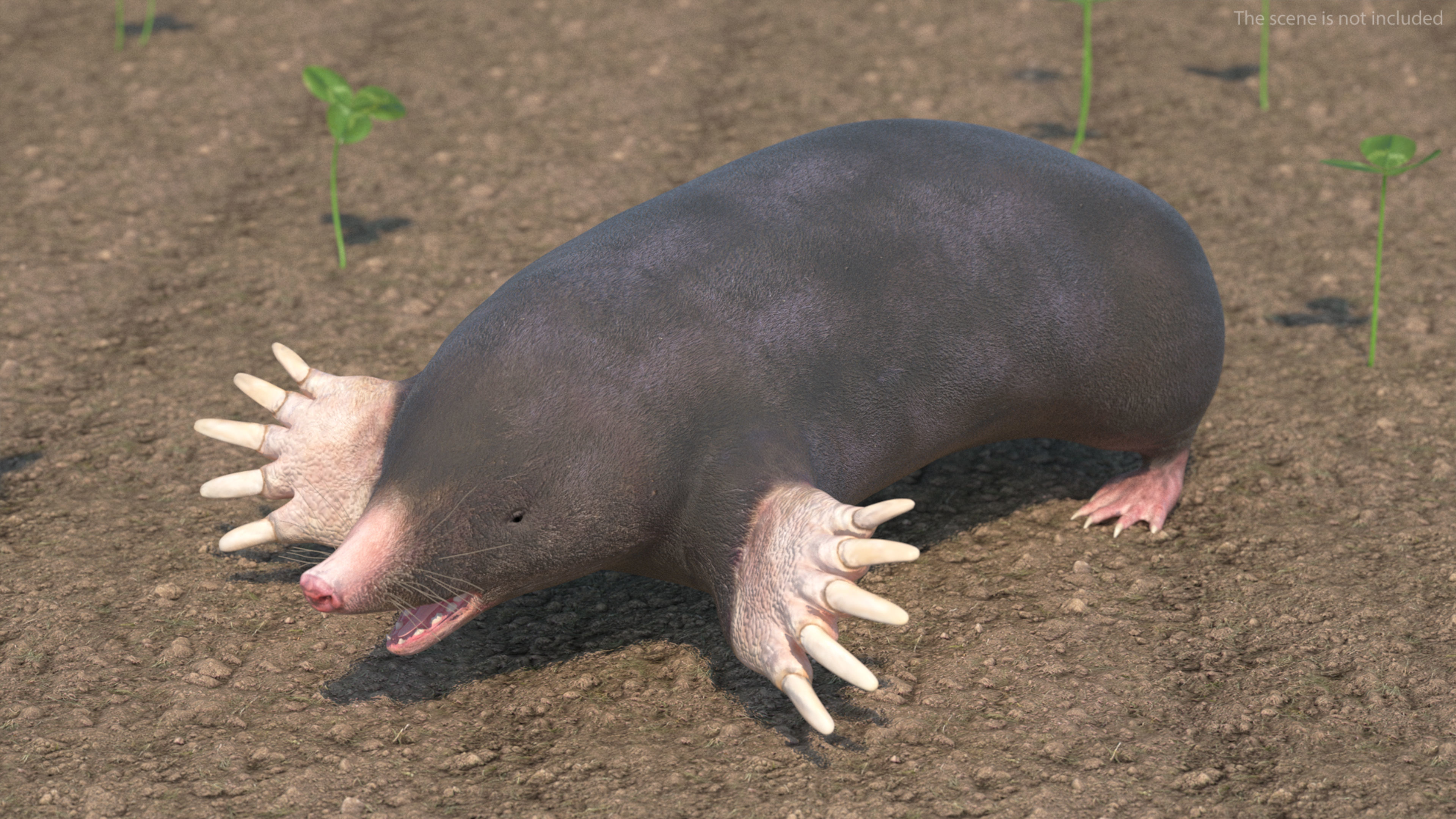 European Mole Animal Rigged for Maya 3D model