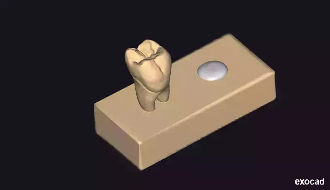Dental Carving Model of a lower Molar 