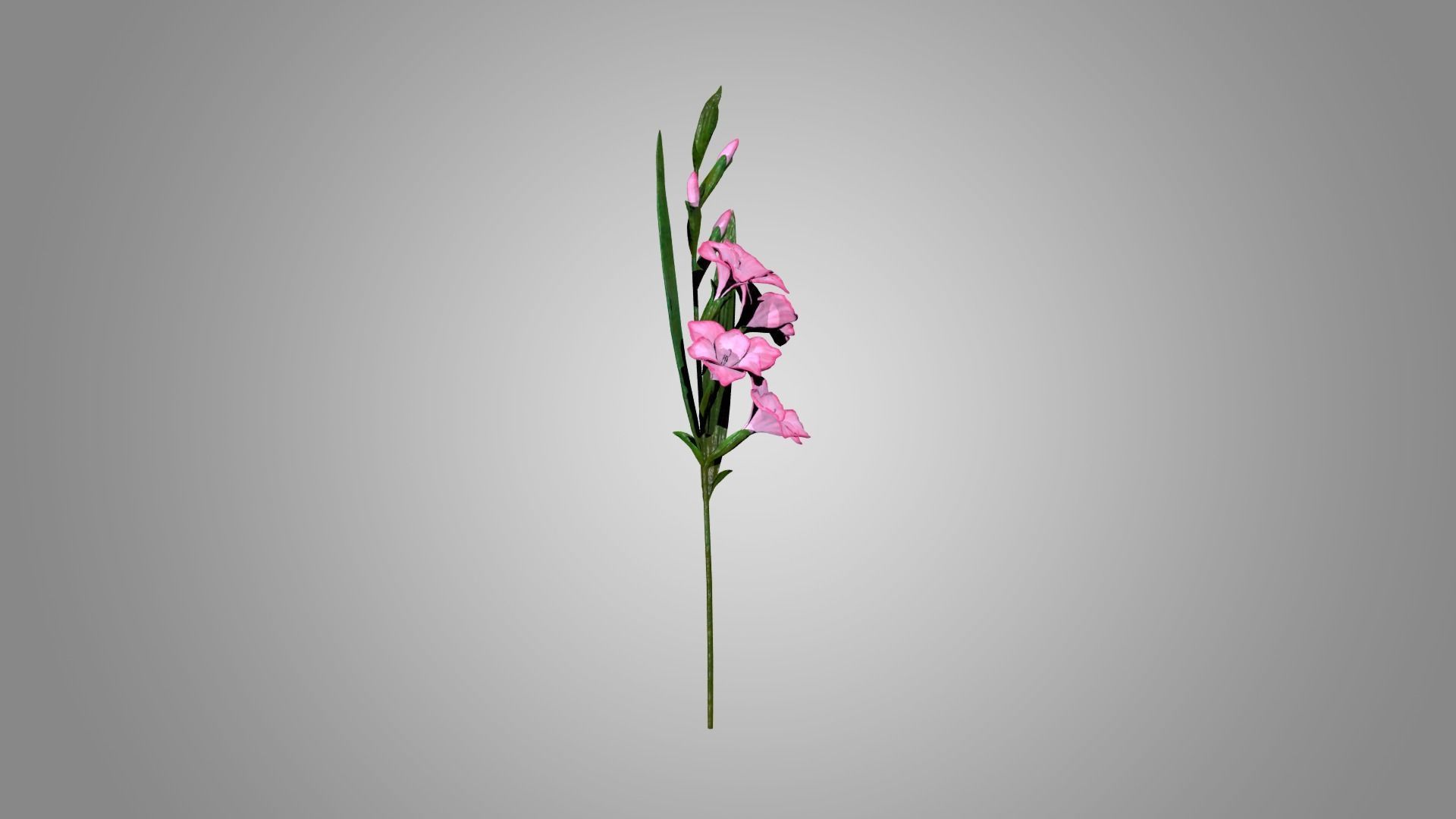Gladiolus 3D model_3