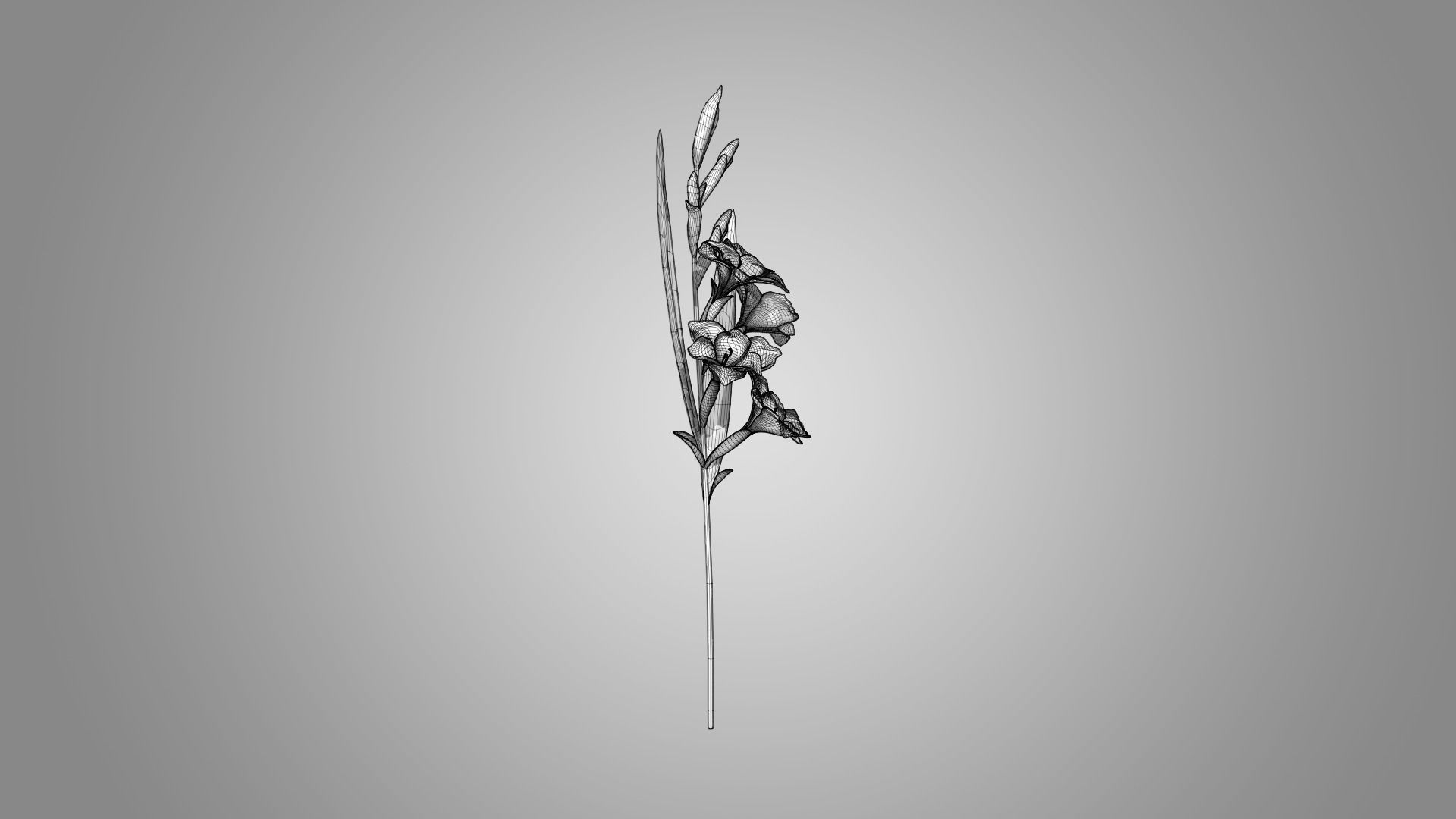 Gladiolus 3D model_7
