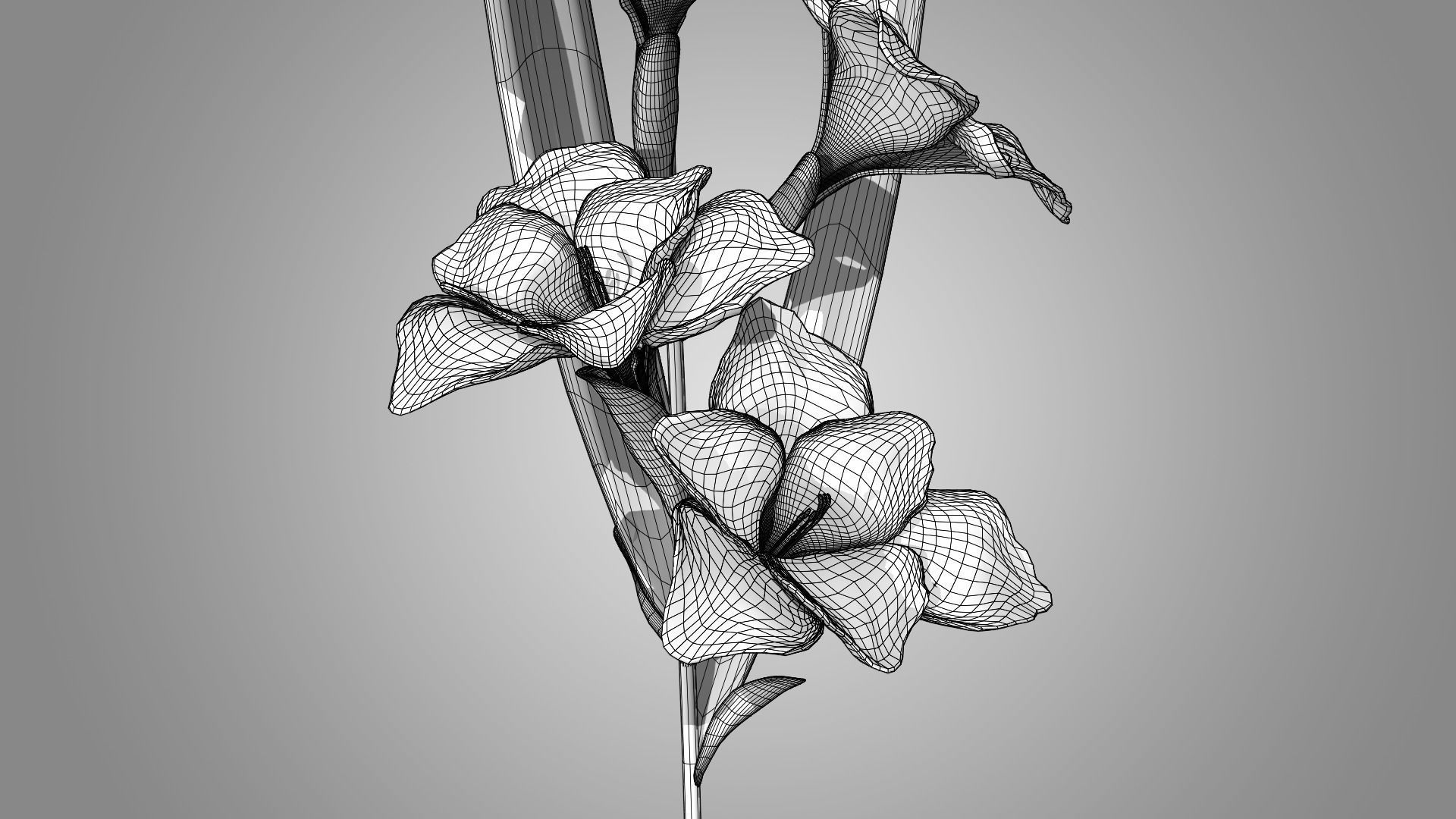 Gladiolus 3D model_8