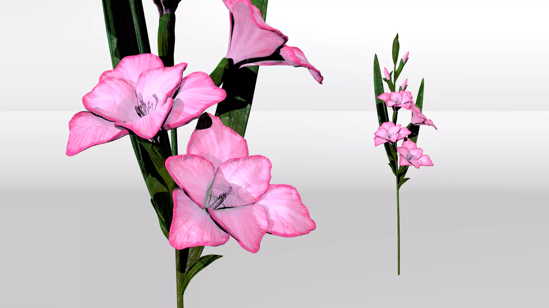 Gladiolus 3D model_0