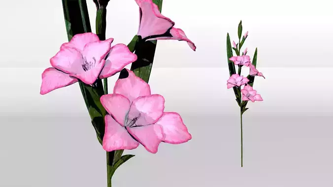 Gladiolus