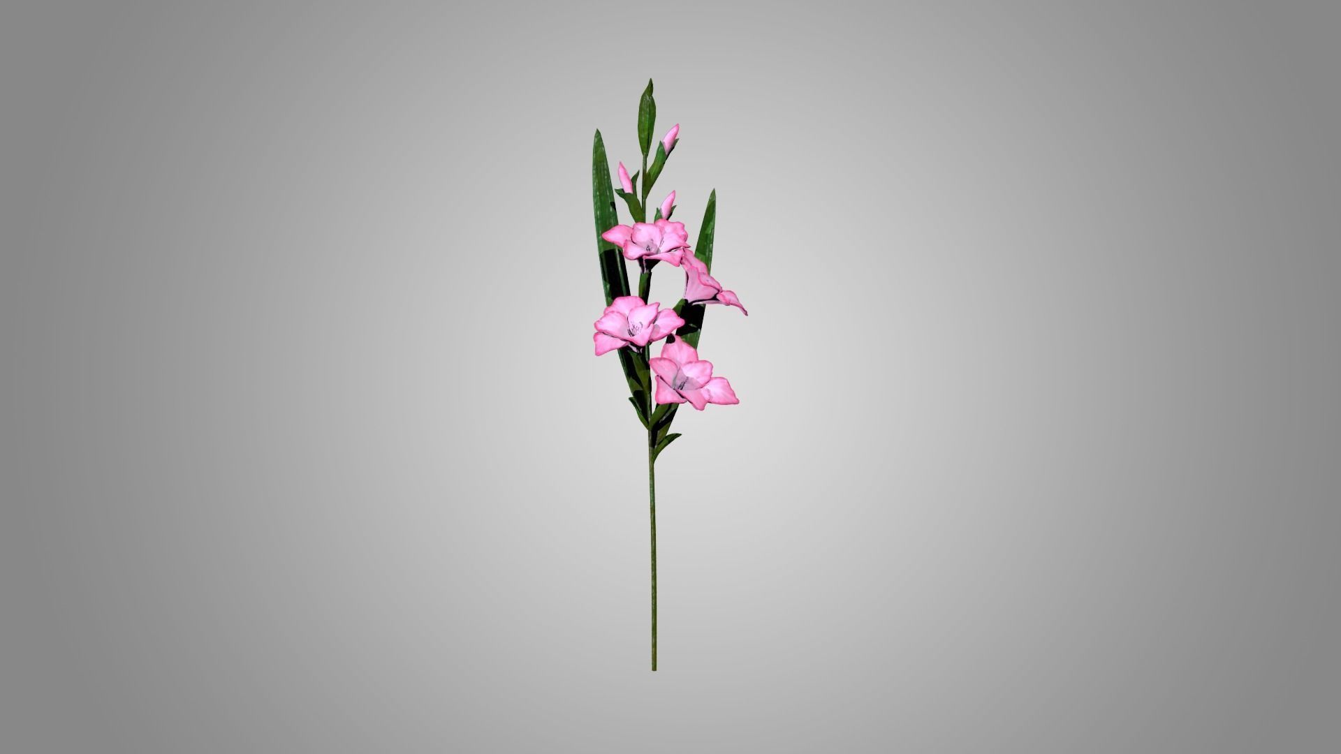 Gladiolus 3D model_2
