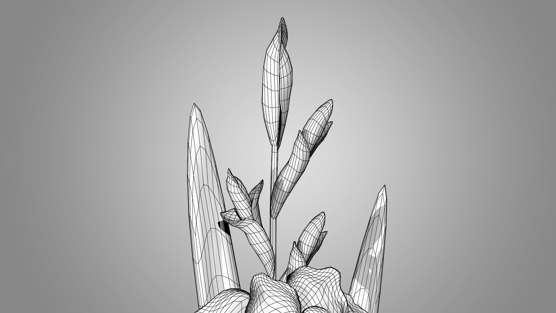 Gladiolus 3D model_9
