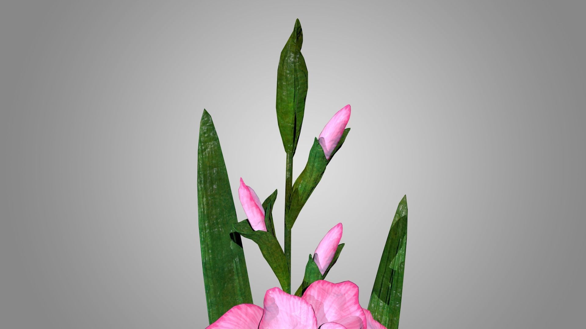 Gladiolus 3D model_5