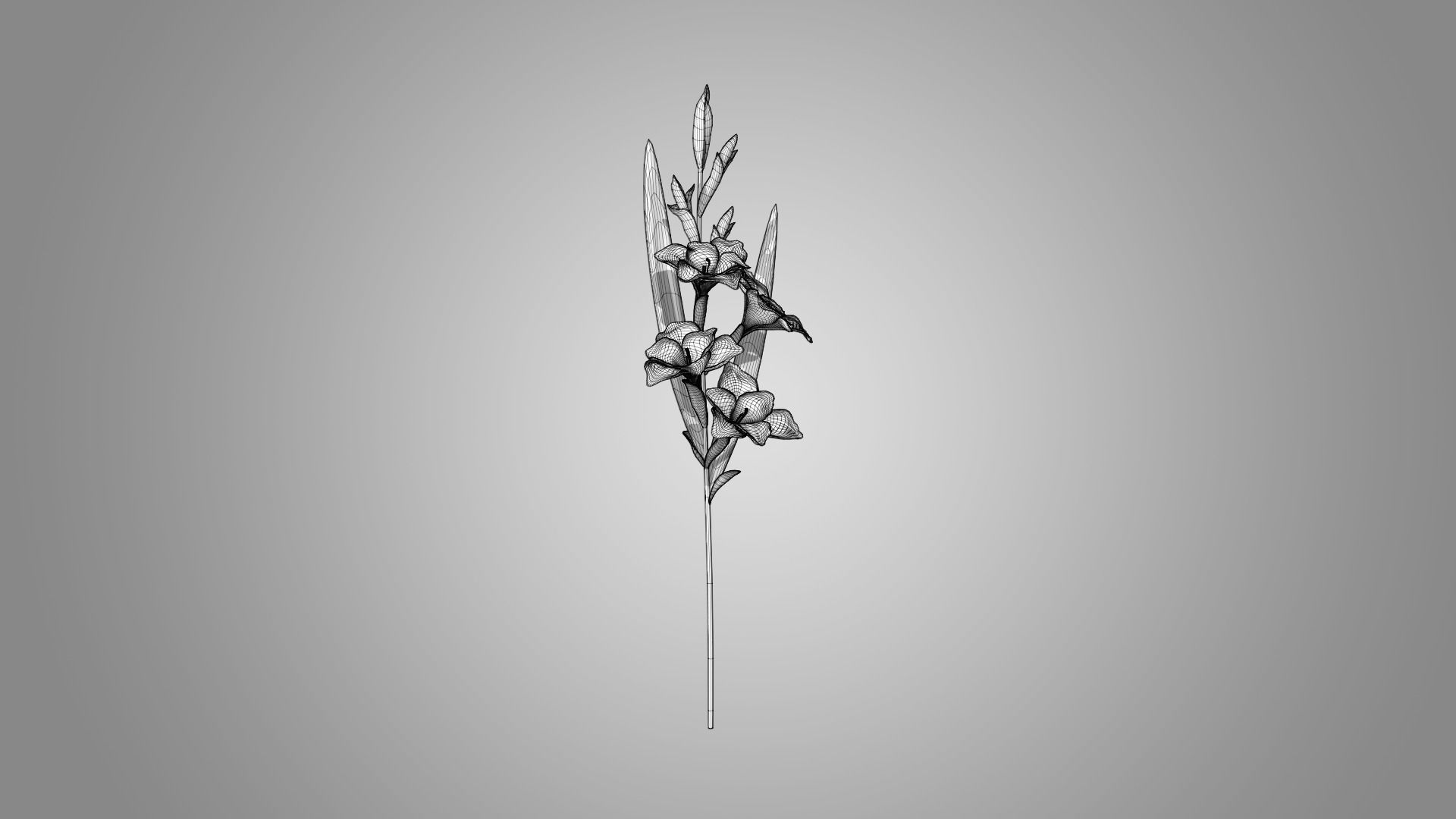 Gladiolus 3D model_6
