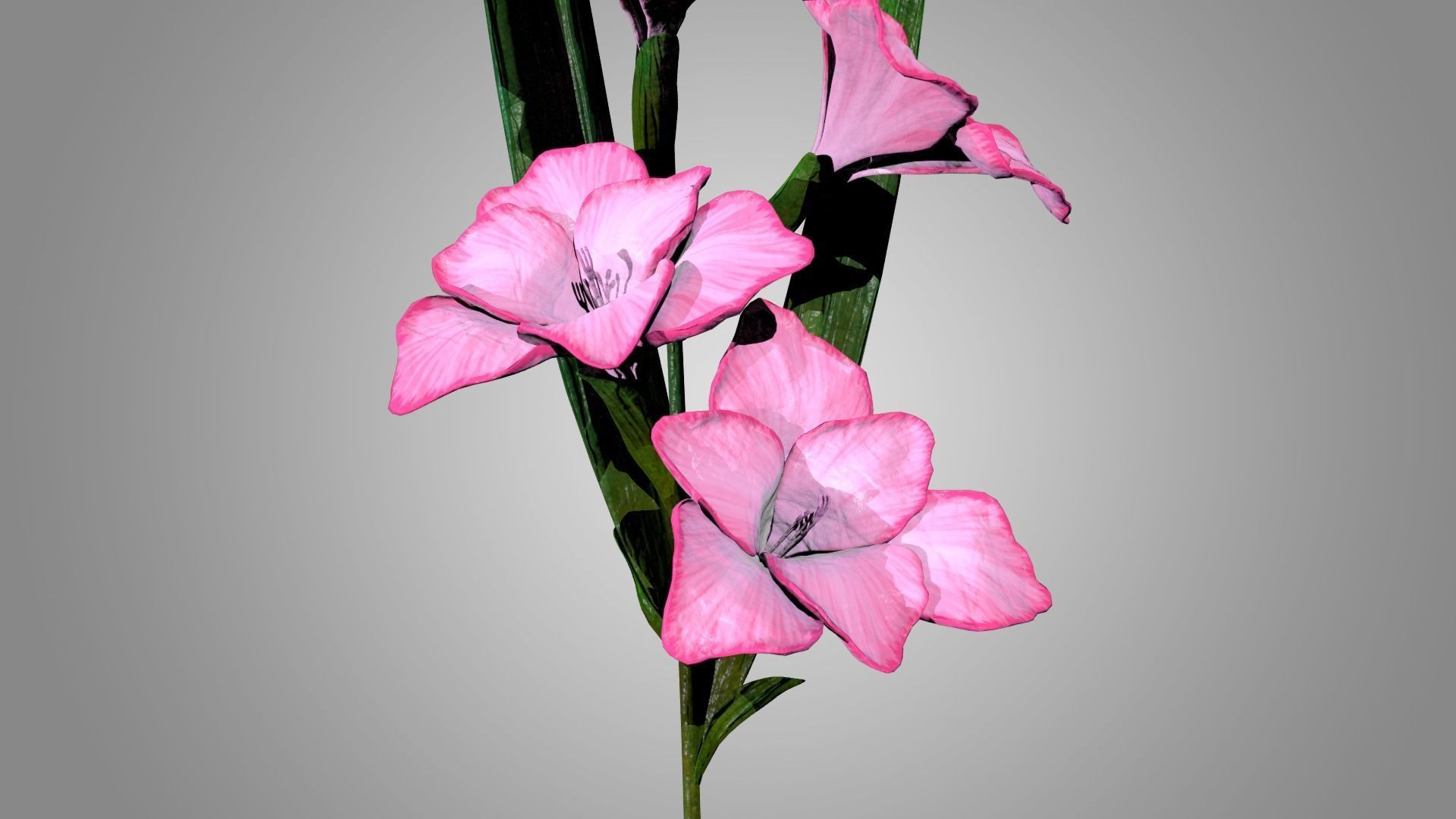 Gladiolus 3D model_4