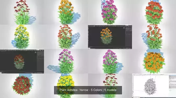 Plant Achillea- Yarrow - 5 Colors 3D Model Collection