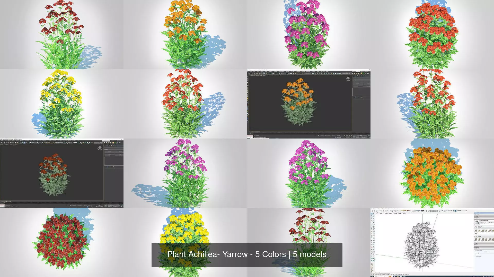 Plant Achillea- Yarrow - 5 Colors 3D Model Collection_0