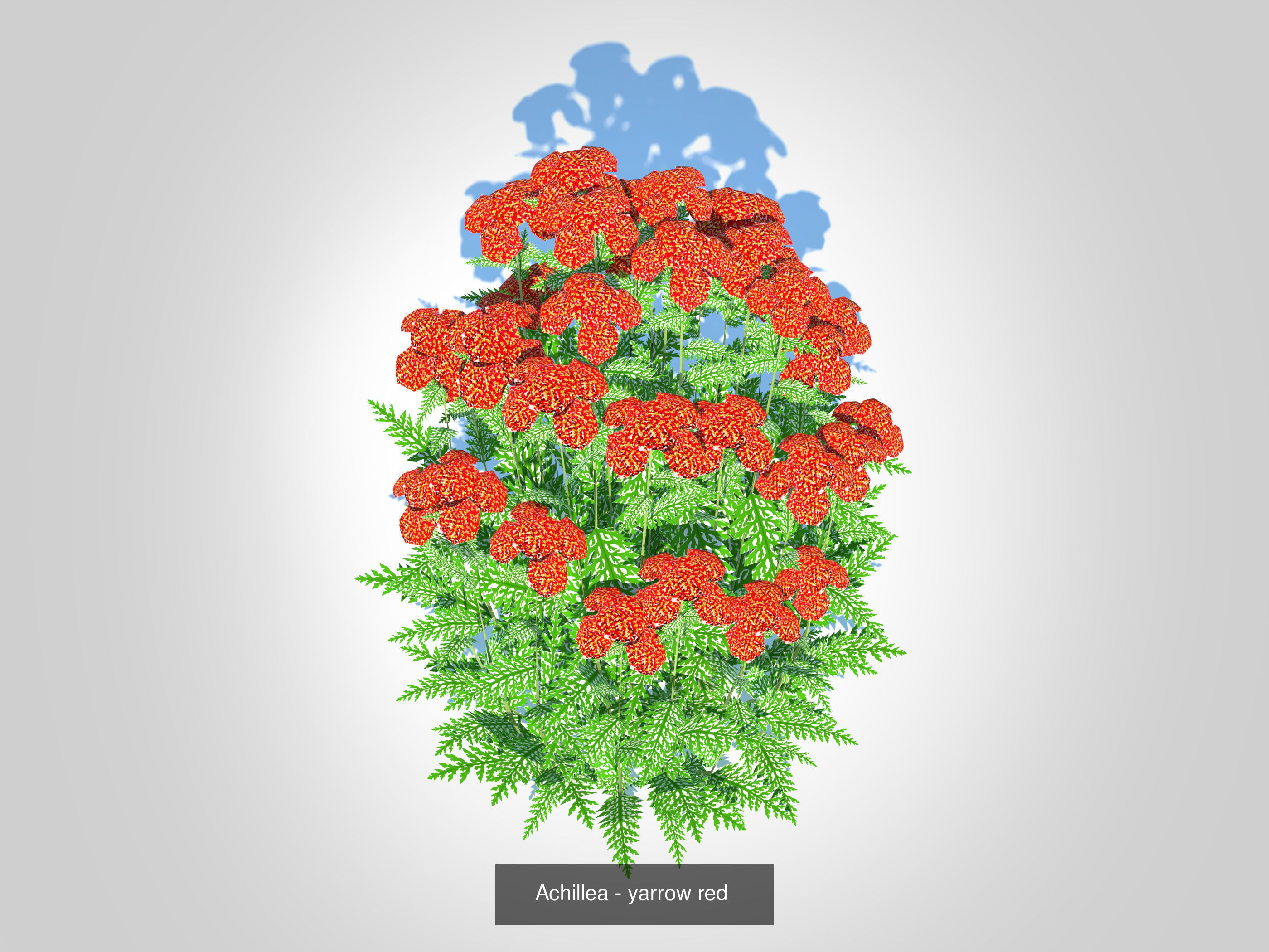 Plant Achillea- Yarrow - 5 Colors 3D Model Collection_4