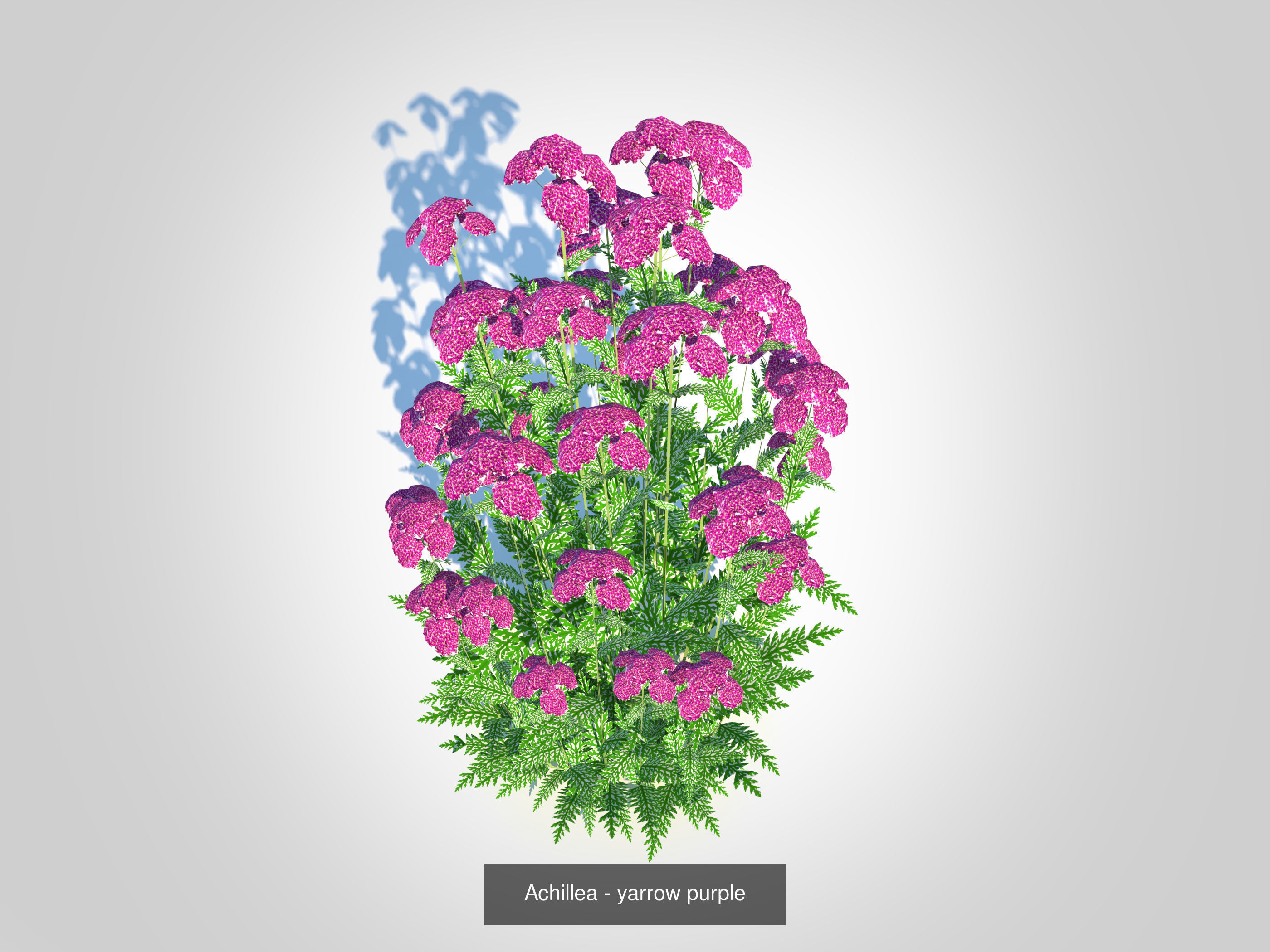 Plant Achillea- Yarrow - 5 Colors 3D Model Collection_3