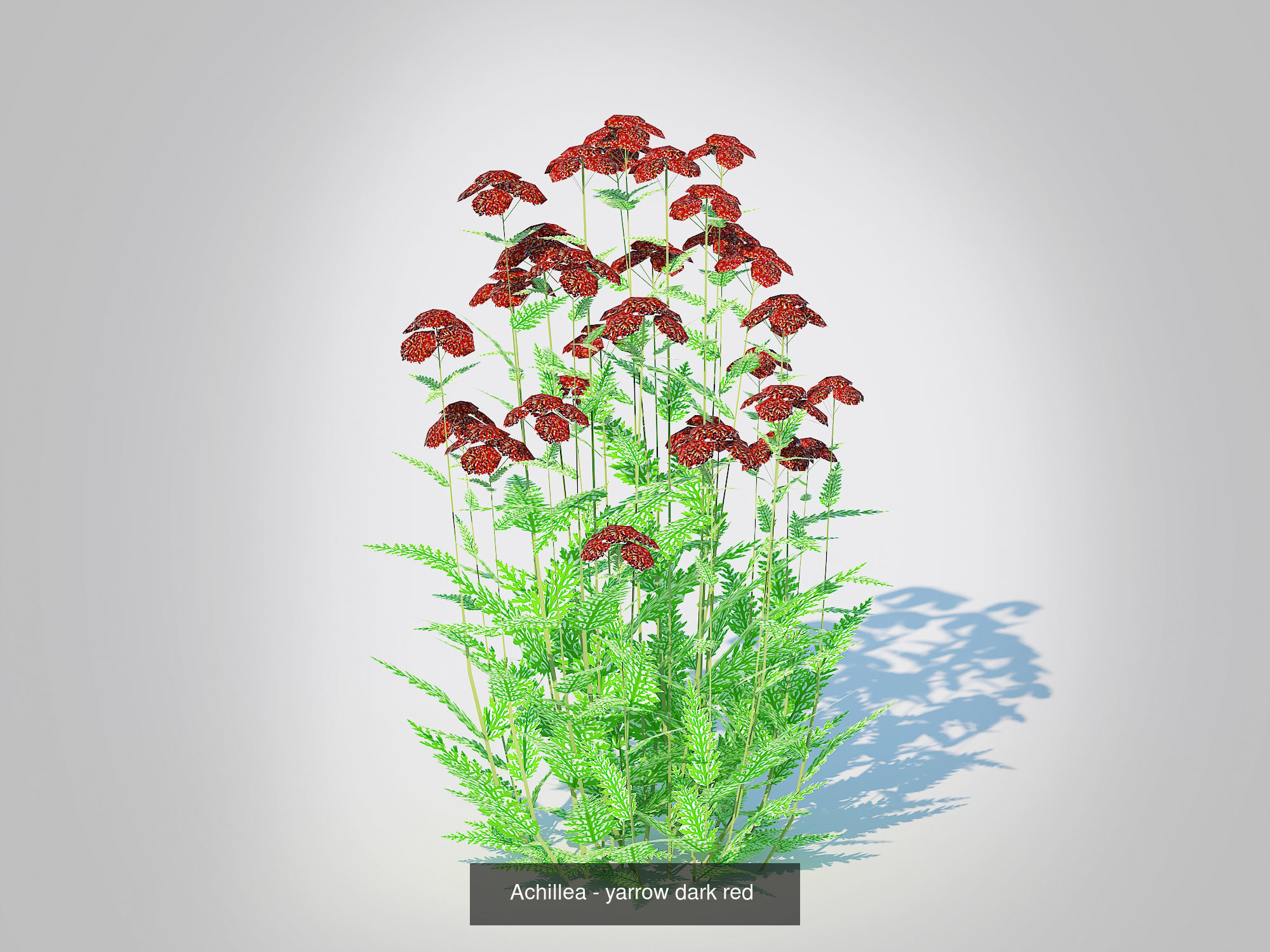 Plant Achillea- Yarrow - 5 Colors 3D Model Collection_1