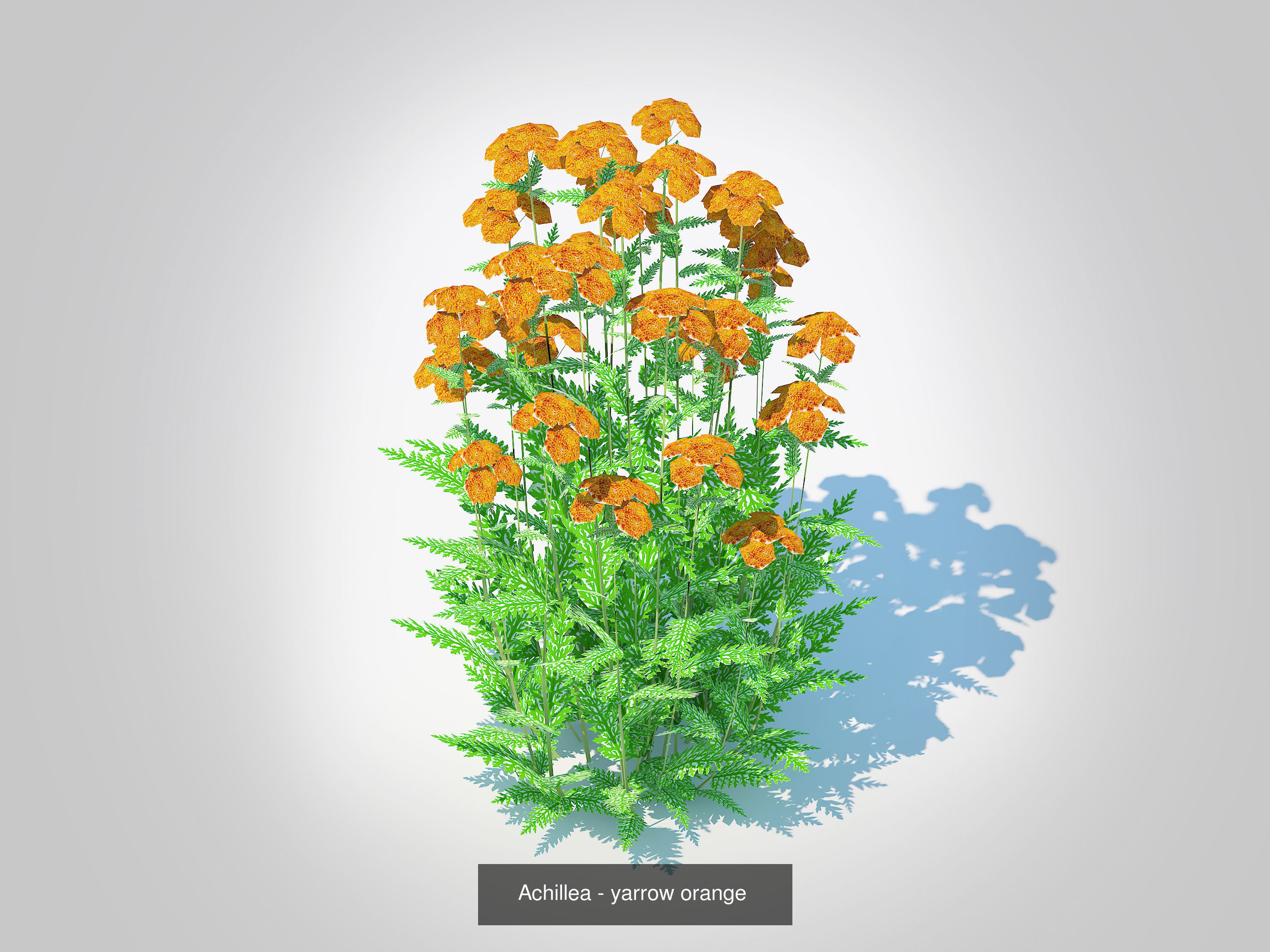 Plant Achillea- Yarrow - 5 Colors 3D Model Collection_2