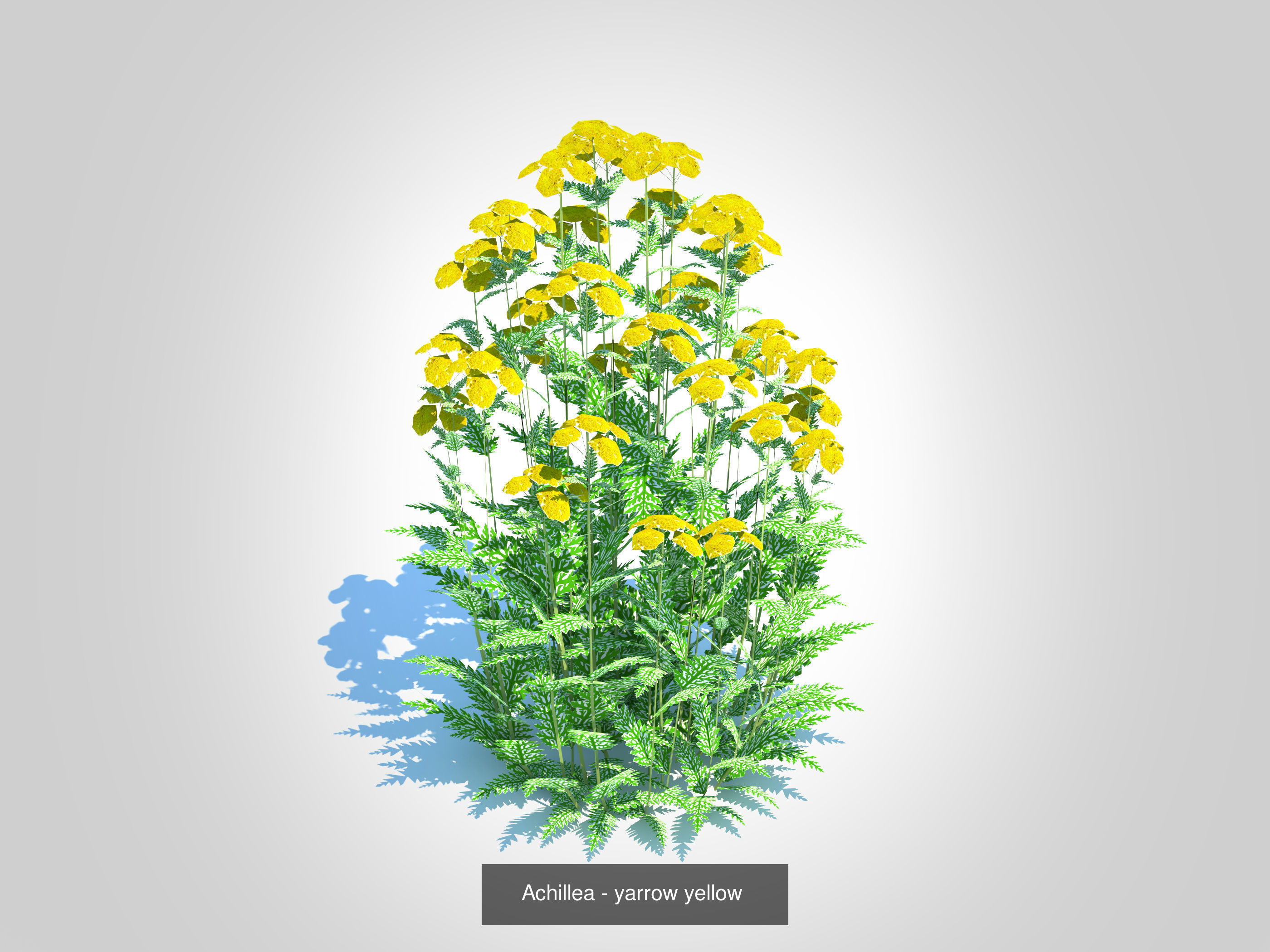Plant Achillea- Yarrow - 5 Colors 3D Model Collection_5