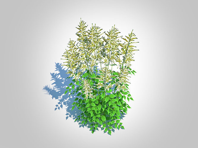 plant  Aruncus-goatsbeard  Low-poly 3D model