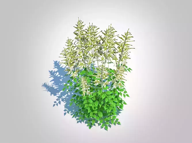 plant  Aruncus-goatsbeard 