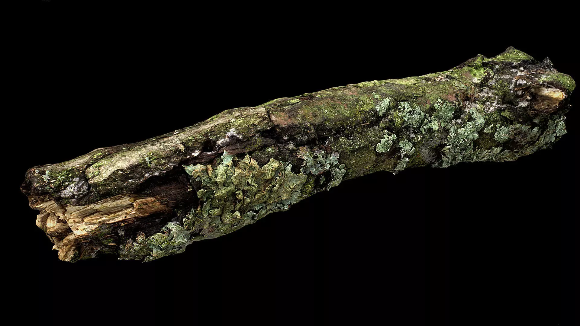 broken tree branch photogrammetry FREE Free low-poly 3D model