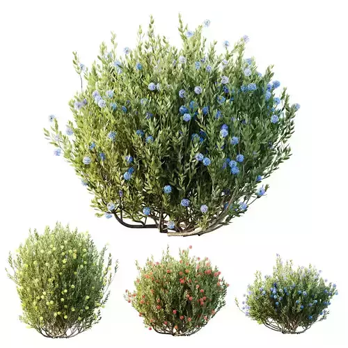 Plants Ixora Jasmine Gardens Chinese Dwarf Coccinea Red Set02