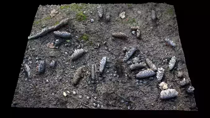 forest ground terrain scan photogrammetry FREE