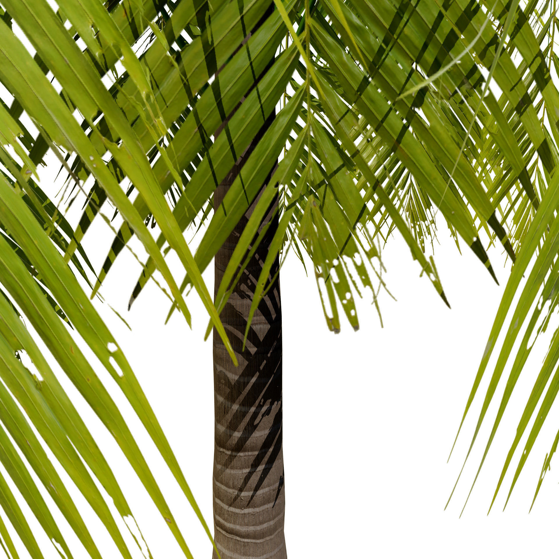 Low-Poly Beach Palms Low-poly 3D model_2