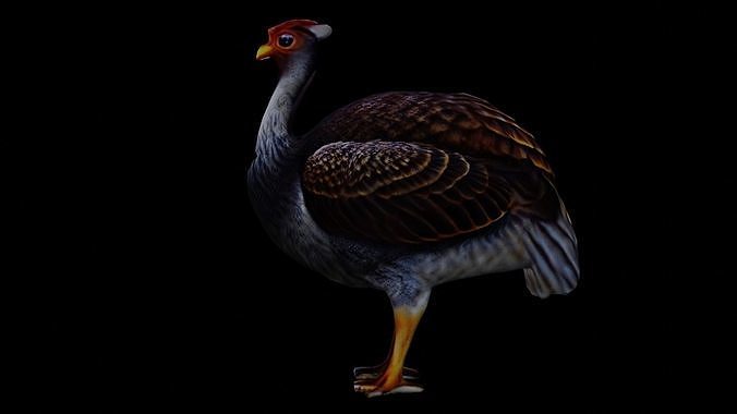 Realistic Turkey low poly Low-poly 3D model 5